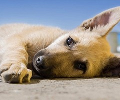 ¿Existen los perros diestros o zurdos?