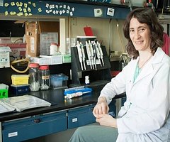 Científica argentina halló una región clave de la memoria RAM del cerebro