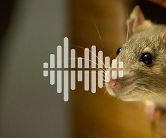 Podcast: The challenges of testing medicines during pregnancy, and when not paying attention makes sense