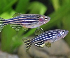 México: Investiga la UVM capacidad regenerativa del Pez Cebra