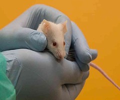 ¿Cómo les va a los animales de laboratorio en la crisis del coronavirus?