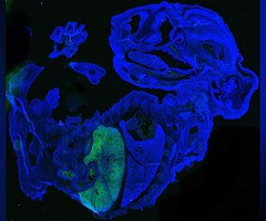 Científicos crearon un embrión de ratón que es 4% humano: el nivel más alto de células humanas en un animal hasta ahora