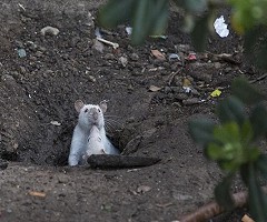 Ratas de laboratorio se instalan en la plaza Catalunya