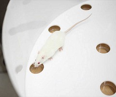 Obtienen la primera evidencia de que los animales pueden recordar hechos pasados