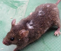 Los ratones cambian su apariencia como resultado de la exposición frecuente a los humanos