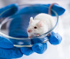 Científicos desarrollan nuevo modelo de ratón para estudiar el coronavirus