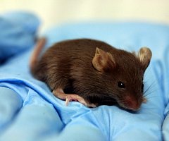 Ratones tartamudos por una mutación genética humana
