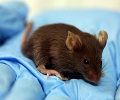 Crean superratones con visión nocturna gracias a la nanotecnología