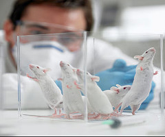 ¿Comer menos alarga la vida? Científicos revelan qué dieta favorece la longevidad