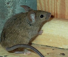 Advierten que los ratones domésticos portan enfermedades mortales resistentes a los antibióticos