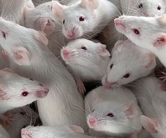 Ensayan por primera vez en mamíferos la genética dirigida por medio de CRISPR