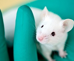 Estudios en ratones demuestran que el hígado puede autoregenerar partes dañadas