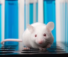 Ratones, cerdos o macacos, imprescindibles para investigar y superar la COVID