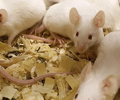 Un estudio identifica en ratones el circuito cerebral clave en el rechazo sexual femenino