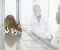 Usan ratas para combatir la tuberculosis