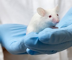 Premio máximo para artículo sobre modelo de computadora que podría reemplazar las pruebas en animales