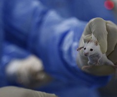 Regeneran por primera vez dedos amputados en ratones