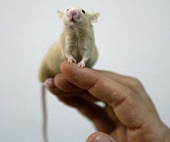 Un ligero desajuste neuronal basta para desatar trastornos psiquiátricos