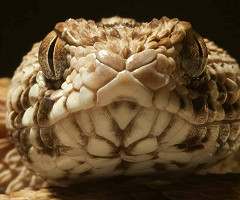 Órganos y vasos sanguíneos en un chip para investigar el veneno de serpiente