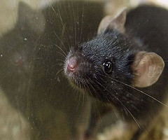 Should all animal testing be banned? (Podcast)