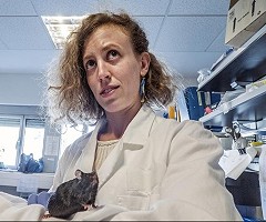 Investigadores de la UAB curan la obesidad y la diabetes tipo 2 en ratones