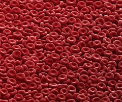 Un paso adelante para obtener células madre de sangre en laboratorio