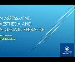 Webinars On-Demand sobre Refinamiento en Pez Cebra