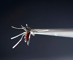 Los efectos negativos del zika permanecen en los adultos